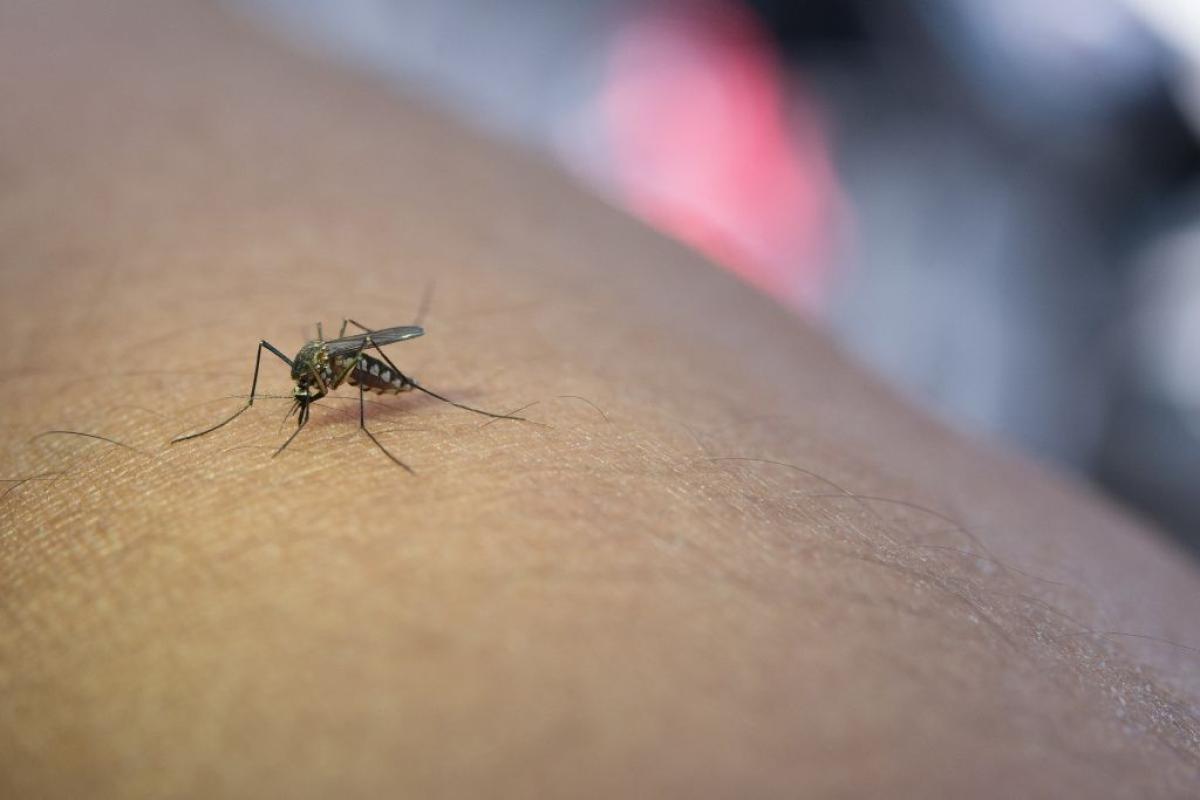 SANITÀ. ESTESA CIRCOLAZIONE DEL VIRUS WEST NILE IN EMILIA-ROMAGNA